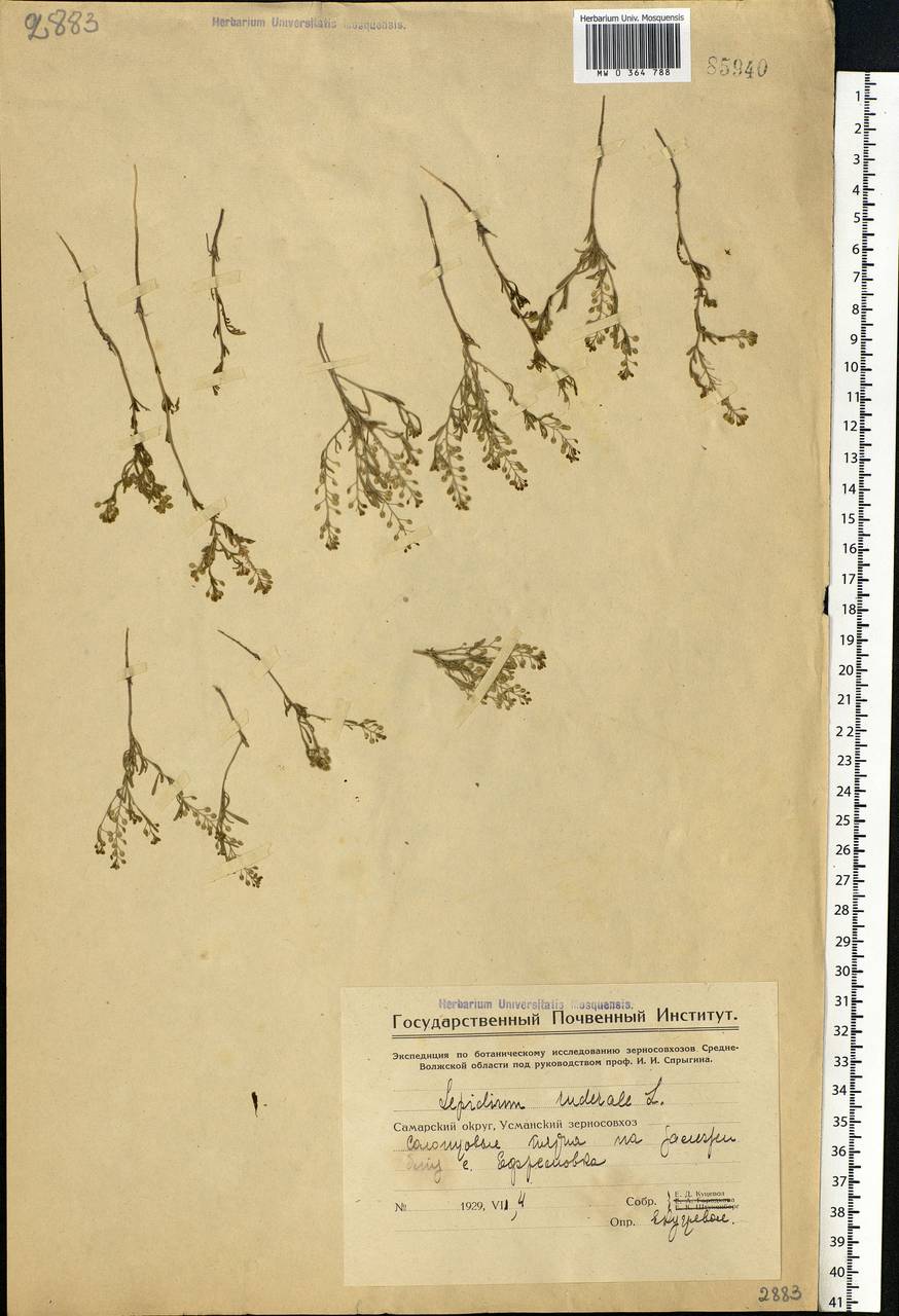 Lepidium ruderale L., Eastern Europe, Middle Volga region (E8) (Russia)
