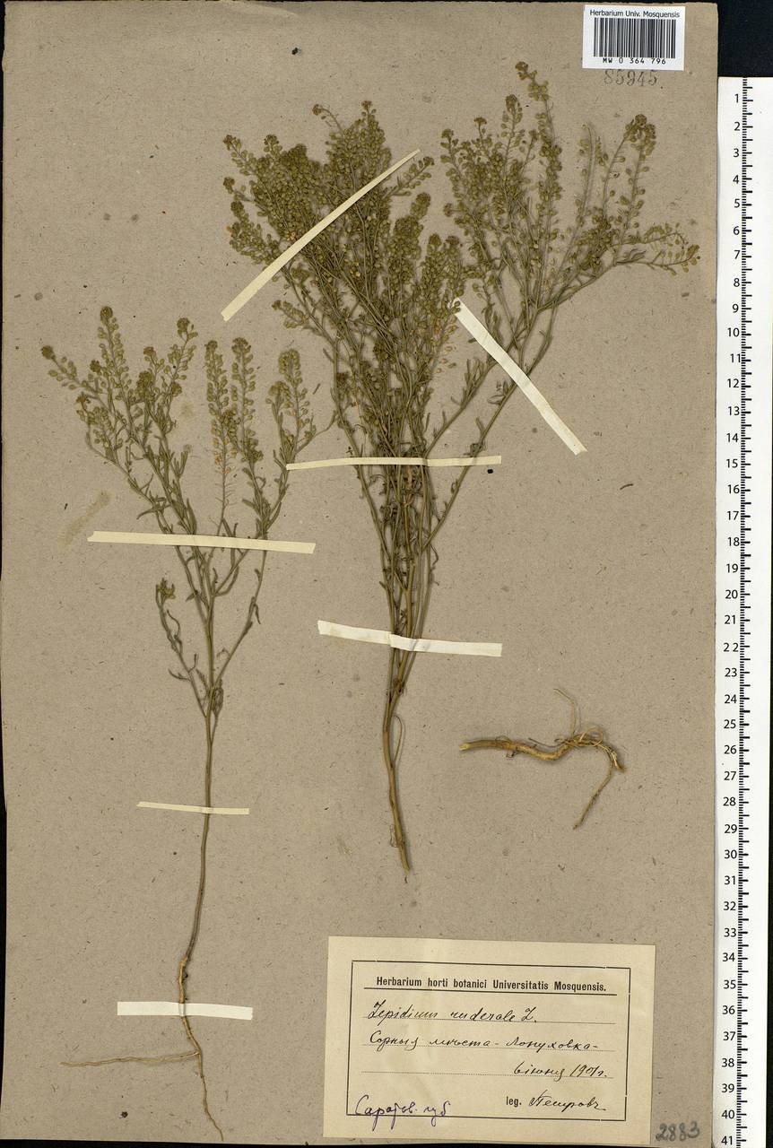 Lepidium ruderale L., Eastern Europe, Lower Volga region (E9) (Russia)