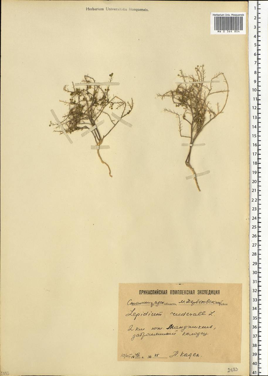 Lepidium ruderale L., Eastern Europe, Lower Volga region (E9) (Russia)