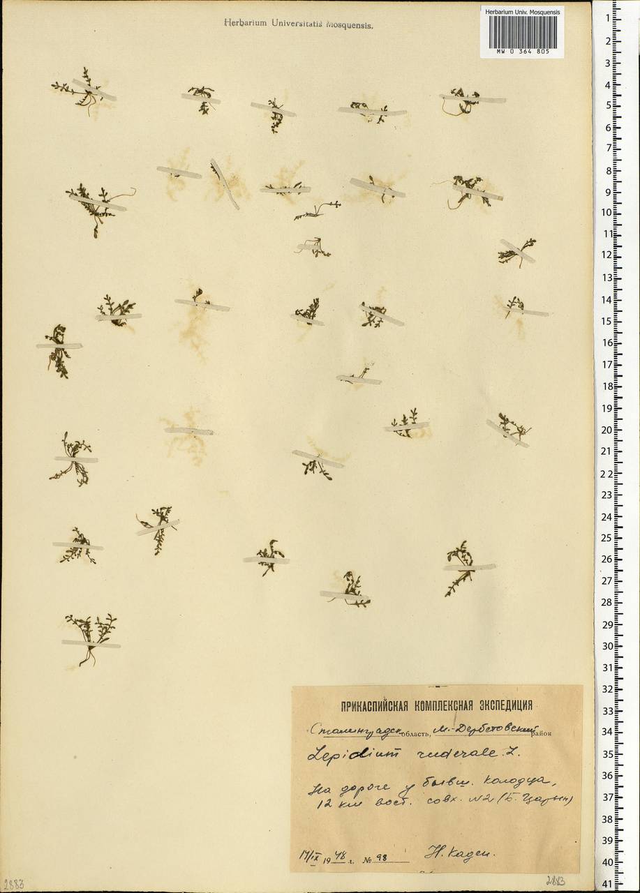 Lepidium ruderale L., Eastern Europe, Lower Volga region (E9) (Russia)