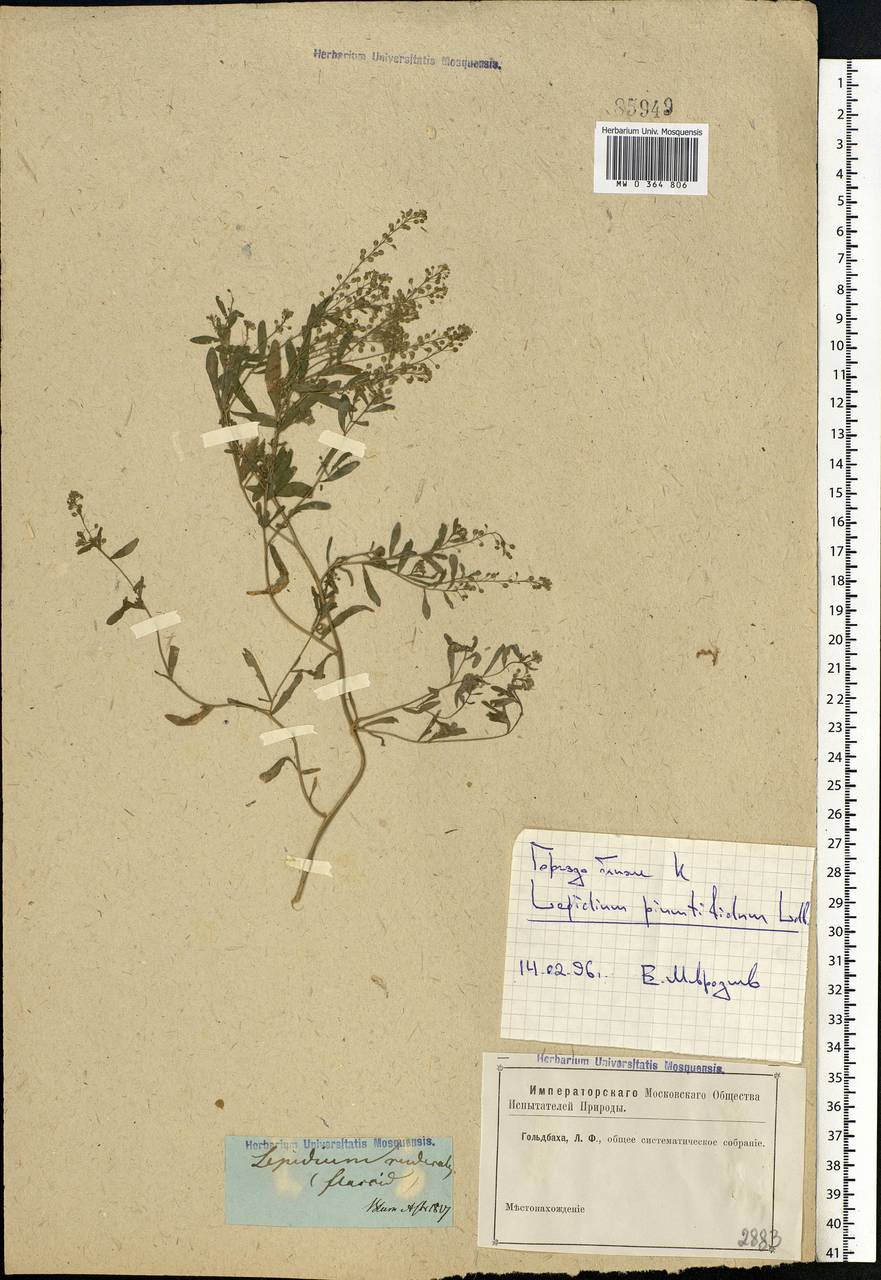 Lepidium ruderale L., Eastern Europe, Lower Volga region (E9) (Russia)
