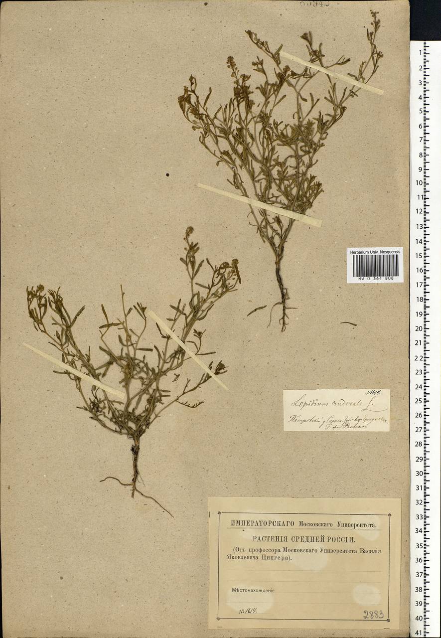 Lepidium ruderale L., Eastern Europe, Middle Volga region (E8) (Russia)