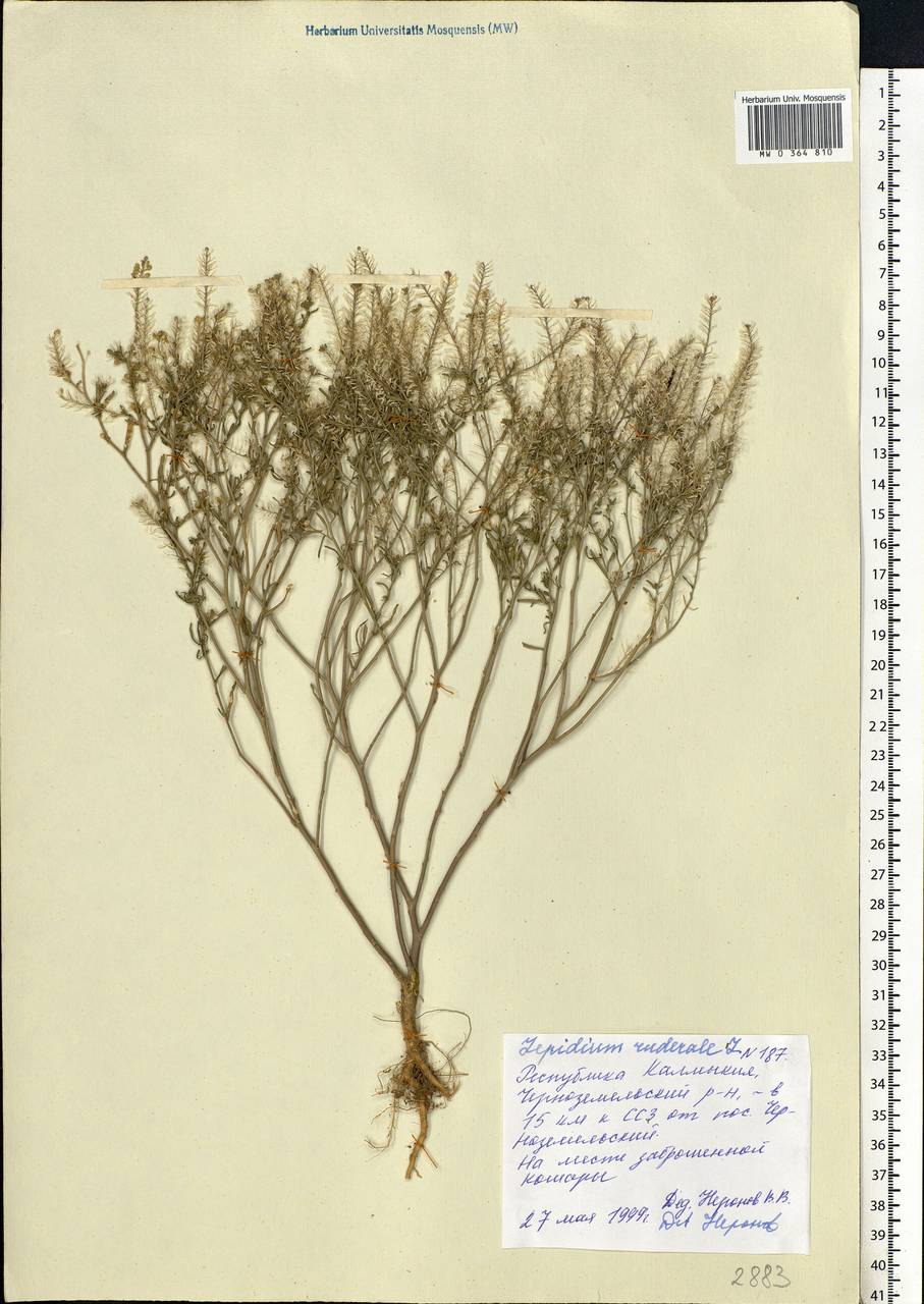 Lepidium ruderale L., Eastern Europe, Lower Volga region (E9) (Russia)