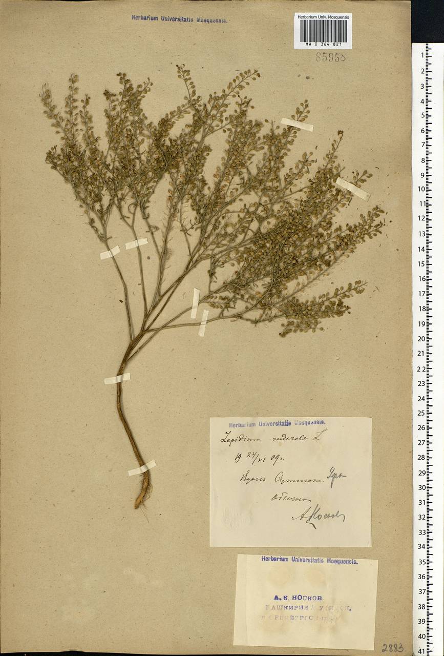 Lepidium ruderale L., Eastern Europe, Eastern region (E10) (Russia)