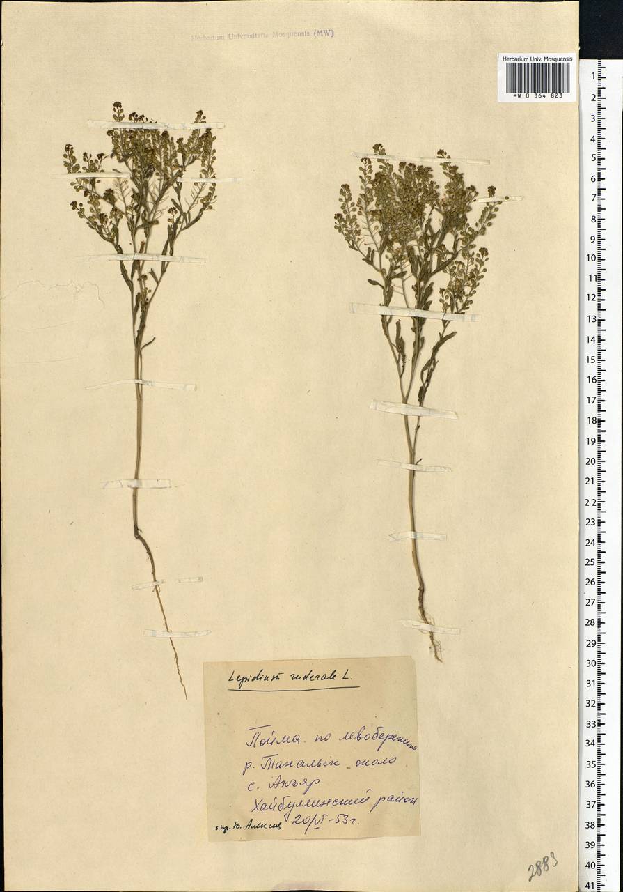 Lepidium ruderale L., Eastern Europe, Eastern region (E10) (Russia)