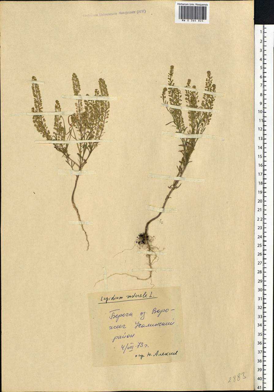 Lepidium ruderale L., Eastern Europe, Eastern region (E10) (Russia)