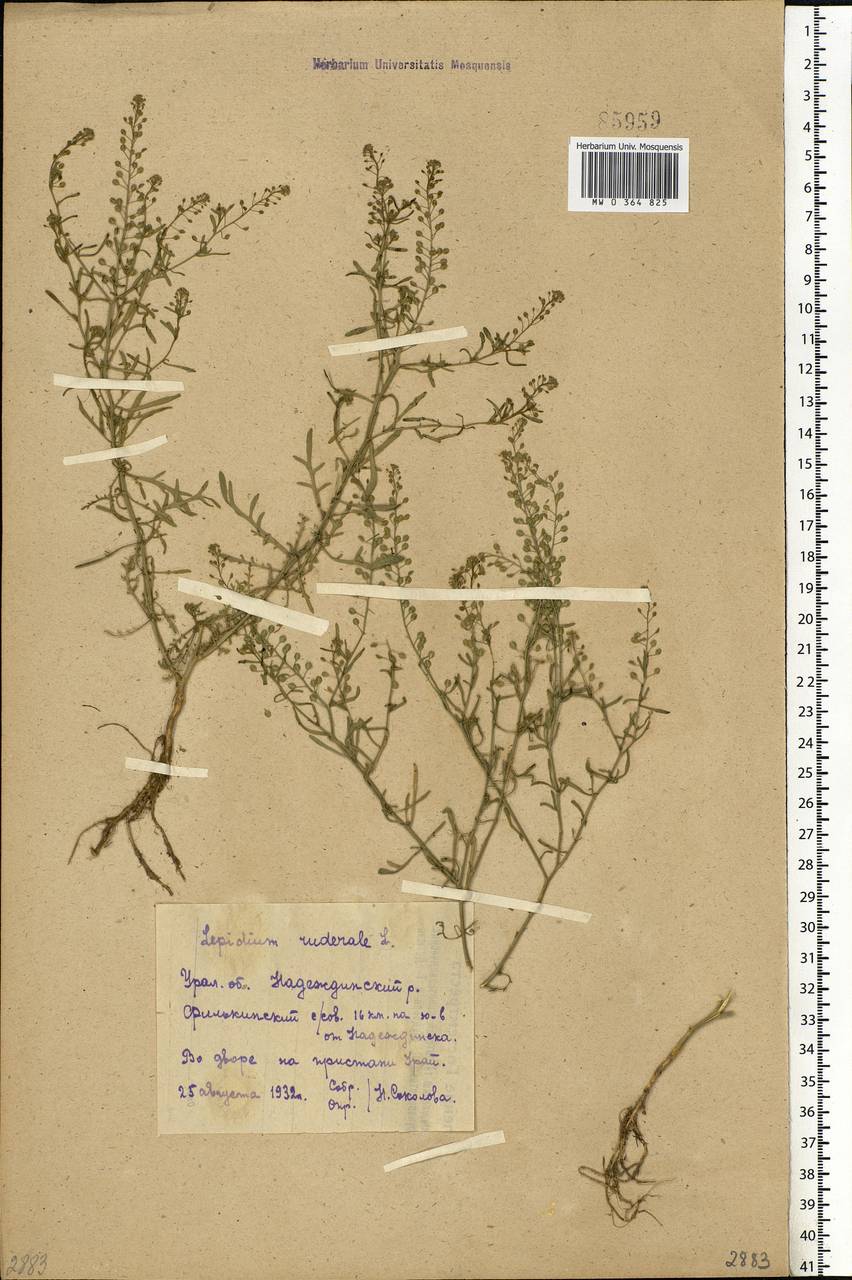 Lepidium ruderale L., Eastern Europe, Eastern region (E10) (Russia)