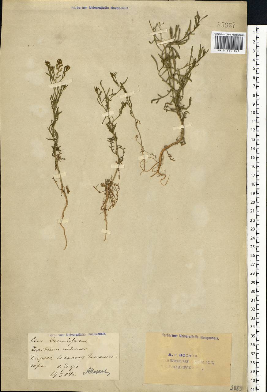Lepidium ruderale L., Eastern Europe, Eastern region (E10) (Russia)