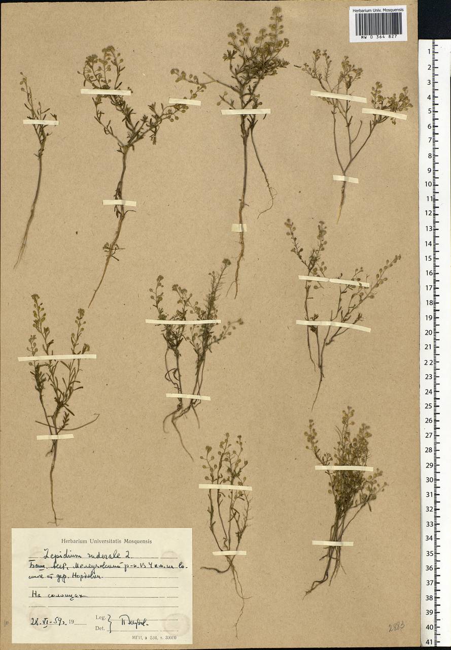 Lepidium ruderale L., Eastern Europe, Eastern region (E10) (Russia)