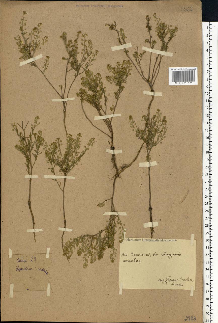 Lepidium ruderale L., Eastern Europe, Eastern region (E10) (Russia)