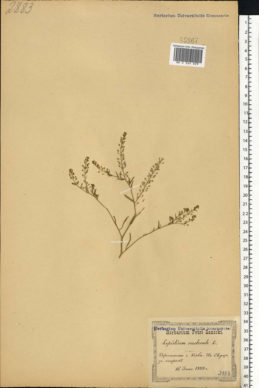 Lepidium ruderale L., Eastern Europe, North Ukrainian region (E11) (Ukraine)