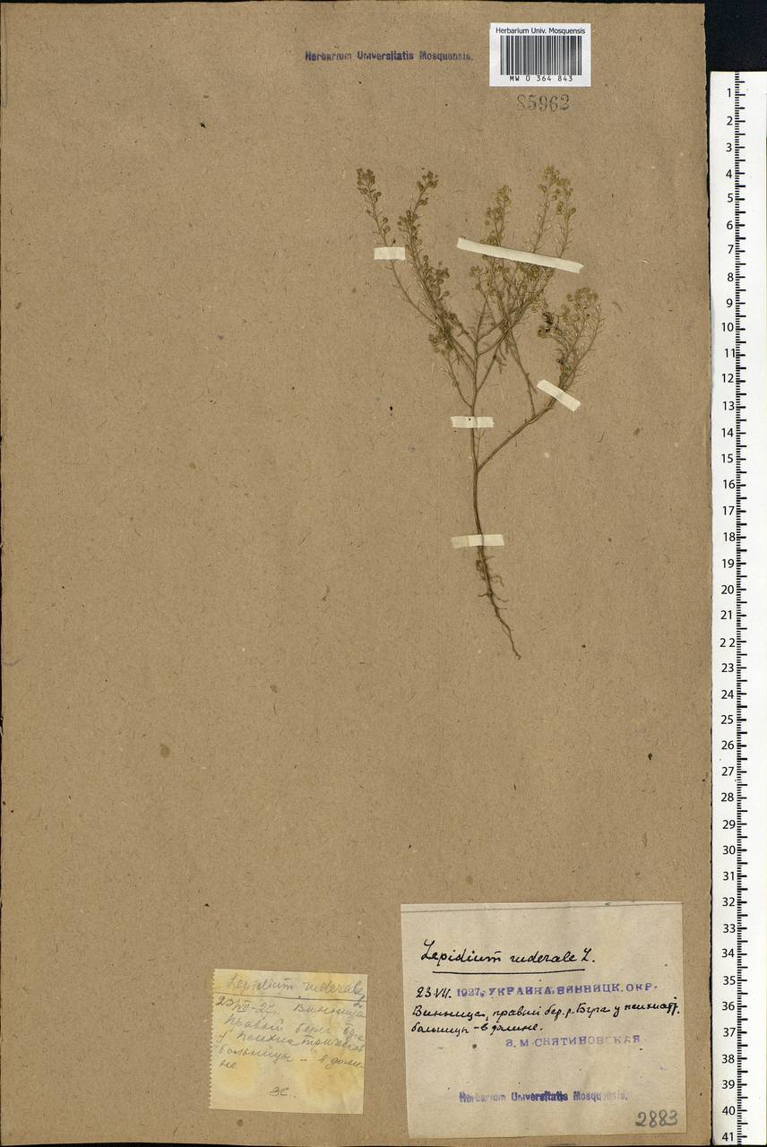Lepidium ruderale L., Eastern Europe, South Ukrainian region (E12) (Ukraine)