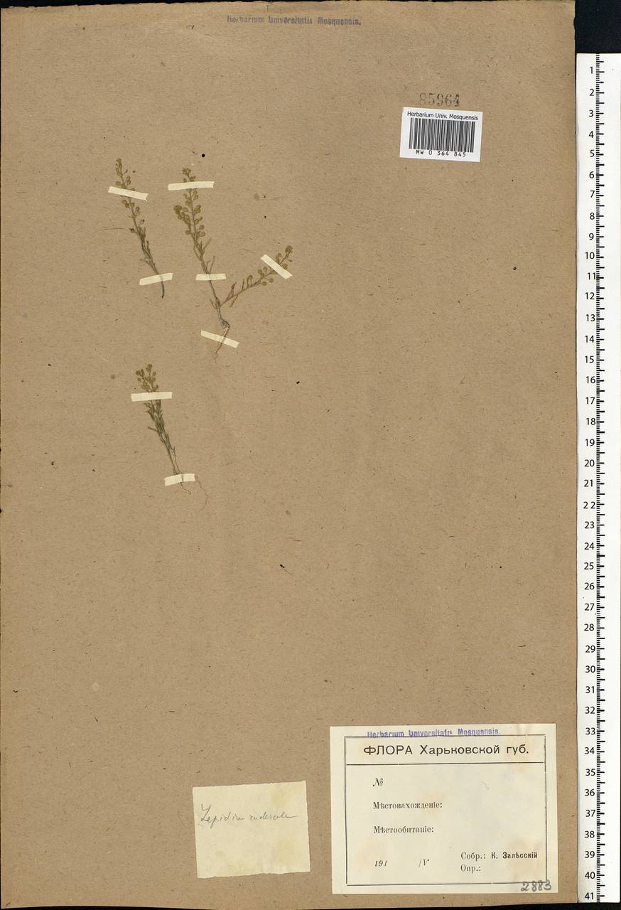 Lepidium ruderale L., Eastern Europe, North Ukrainian region (E11) (Ukraine)