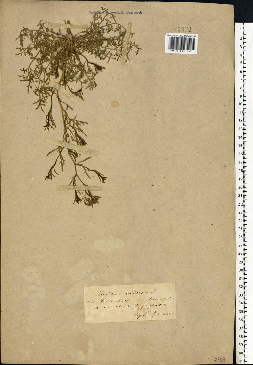 Lepidium ruderale L., Eastern Europe, South Ukrainian region (E12) (Ukraine)