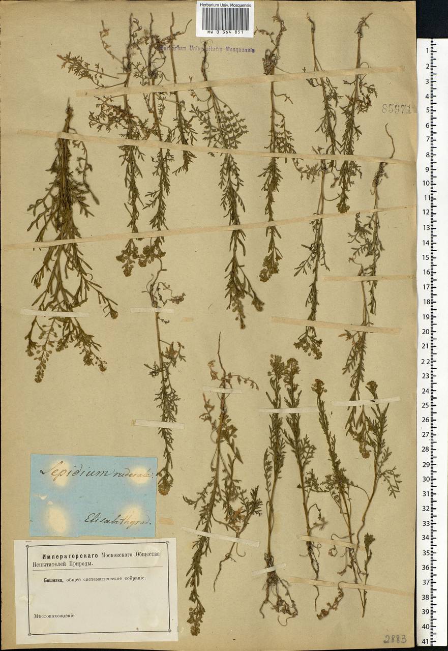 Lepidium ruderale L., Eastern Europe, South Ukrainian region (E12) (Ukraine)