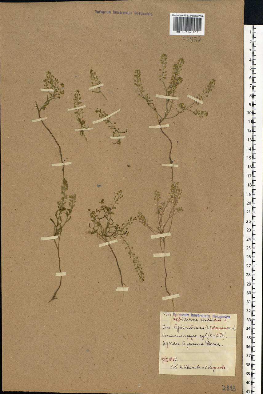 Lepidium ruderale L., Eastern Europe, Lower Volga region (E9) (Russia)