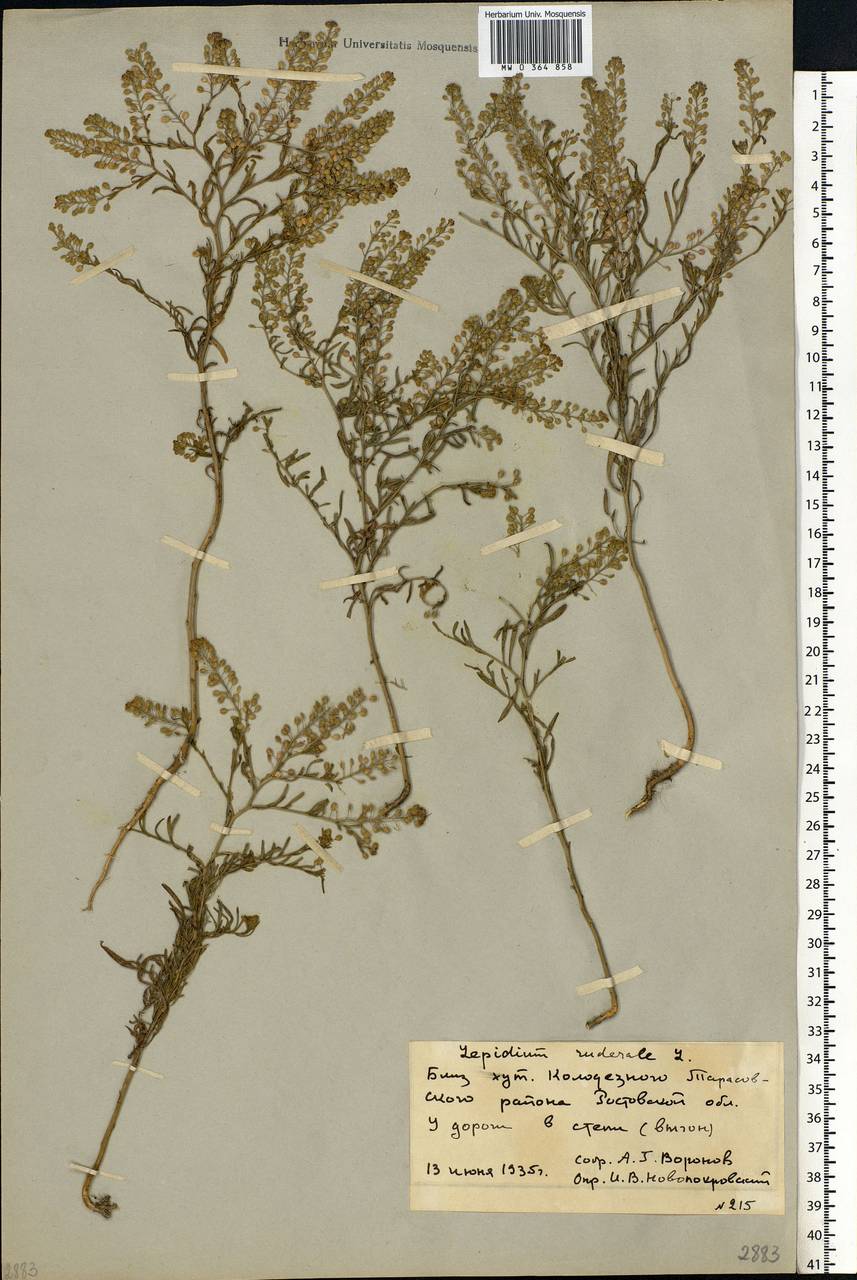 Lepidium ruderale L., Eastern Europe, Rostov Oblast (E12a) (Russia)