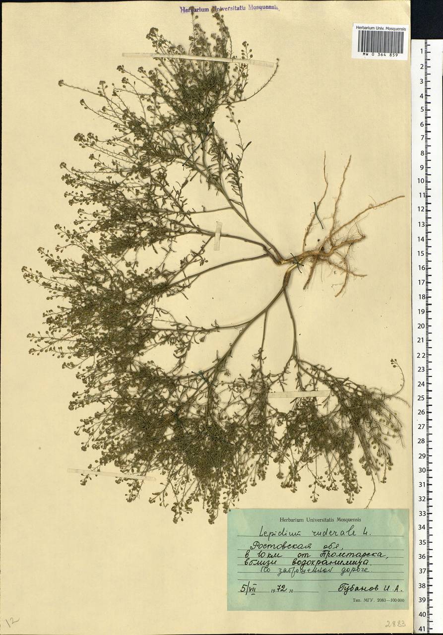 Lepidium ruderale L., Eastern Europe, Rostov Oblast (E12a) (Russia)