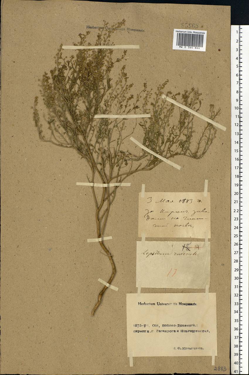 Lepidium ruderale L., Eastern Europe, Rostov Oblast (E12a) (Russia)