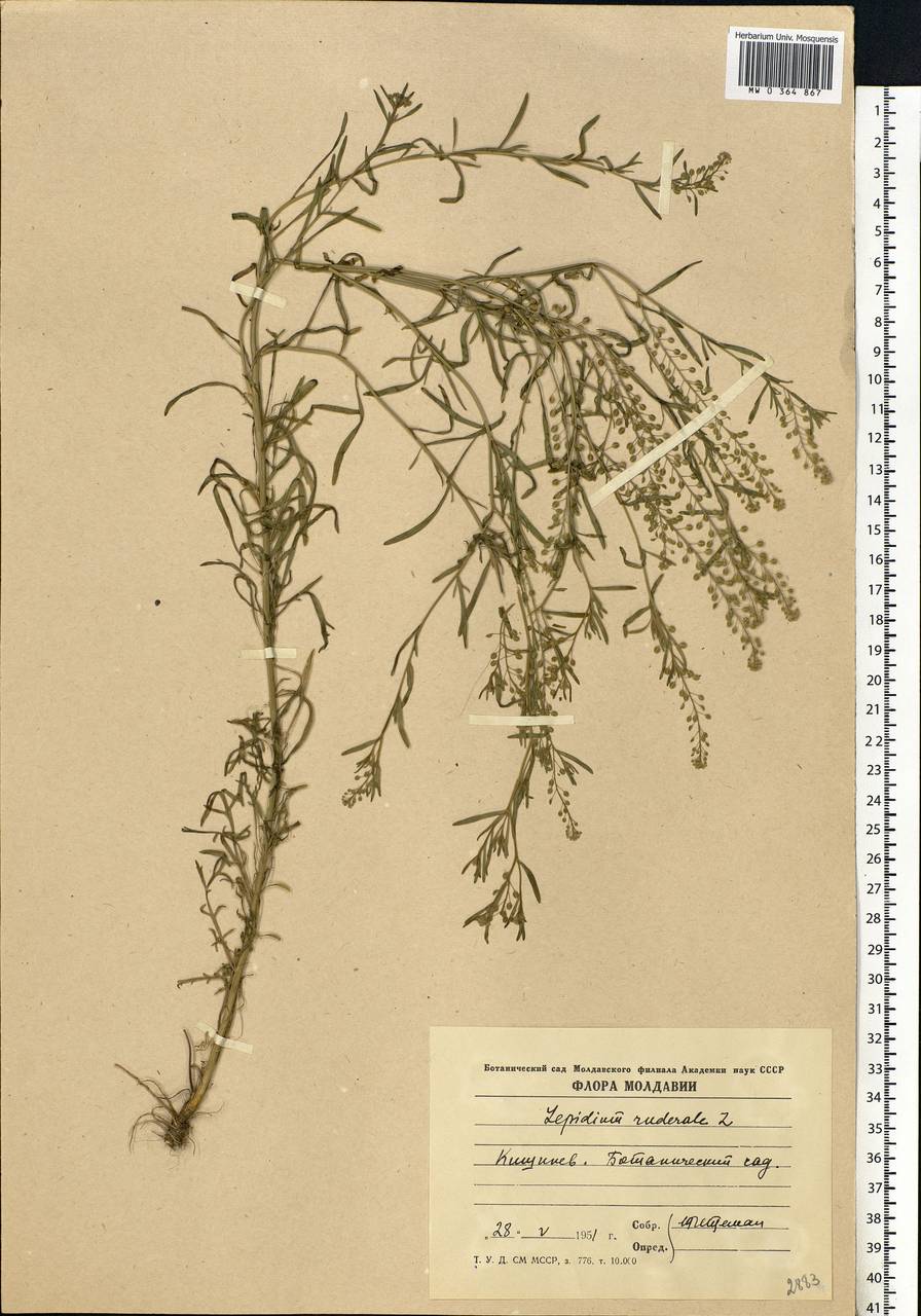 Lepidium ruderale L., Eastern Europe, Moldova (E13a) (Moldova)