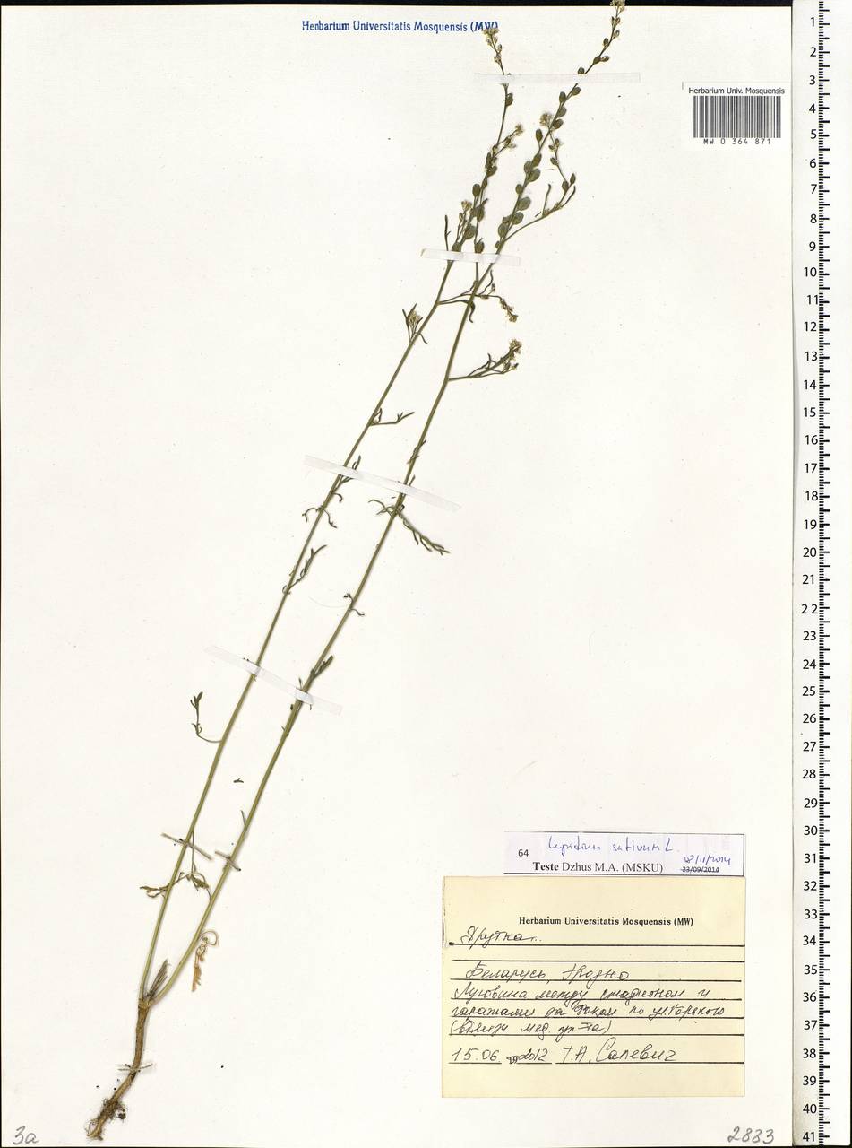 Lepidium sativum L., Eastern Europe, Belarus (E3a) (Belarus)