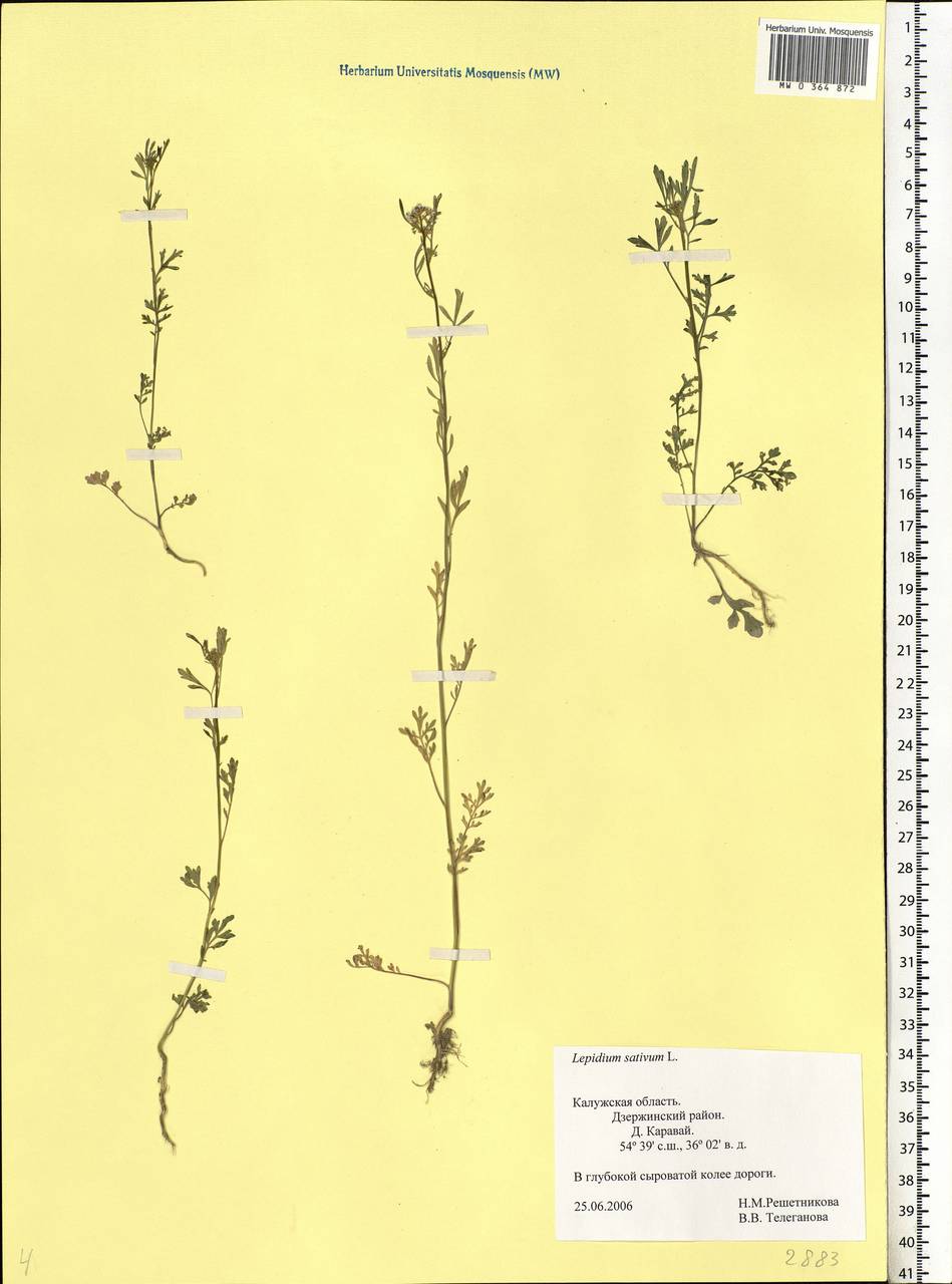 Lepidium sativum L., Eastern Europe, Central region (E4) (Russia)