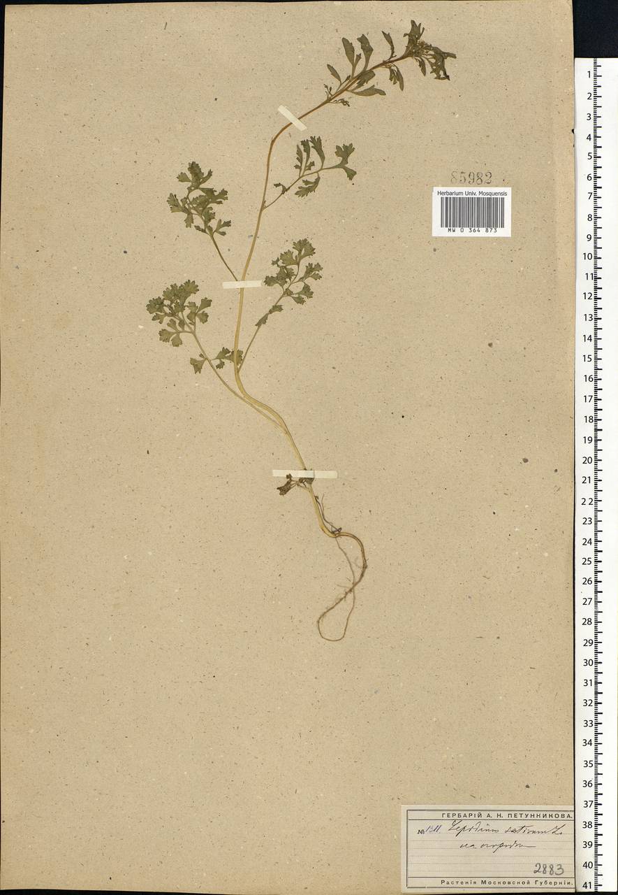 Lepidium sativum L., Eastern Europe, Moscow region (E4a) (Russia)
