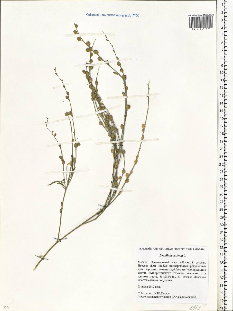 Lepidium sativum L., Eastern Europe, Moscow region (E4a) (Russia)