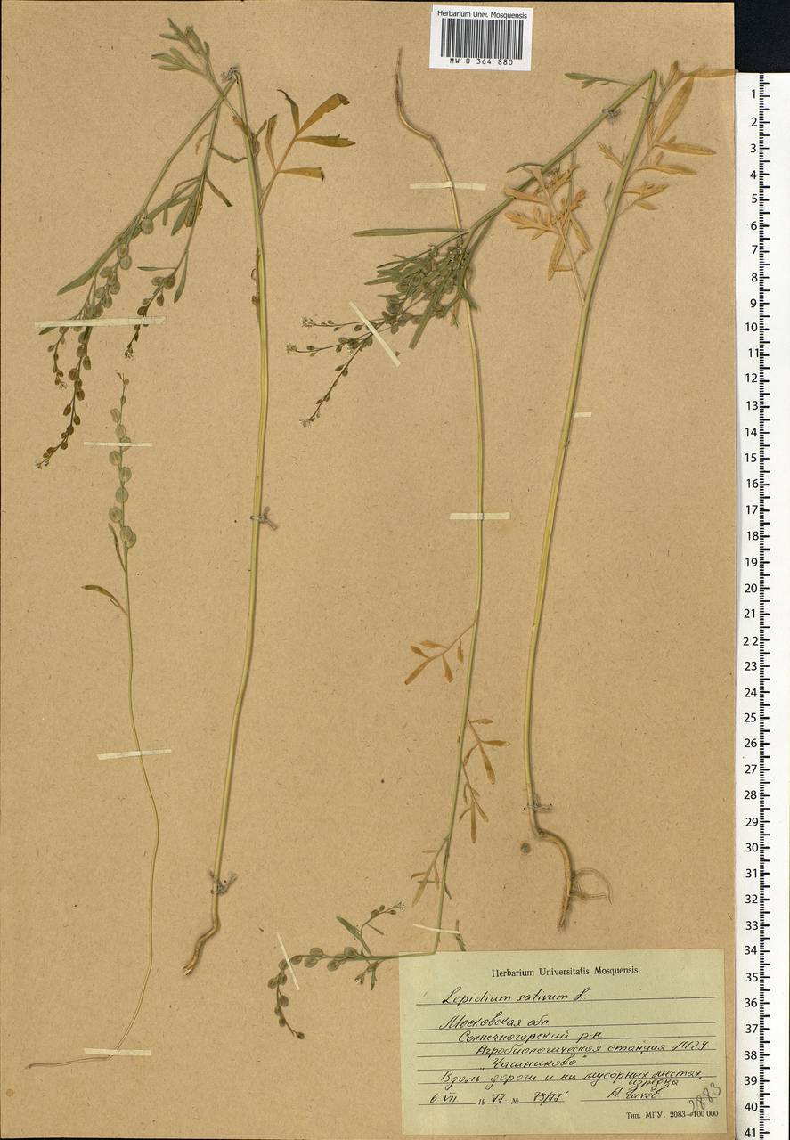 Lepidium sativum L., Eastern Europe, Moscow region (E4a) (Russia)