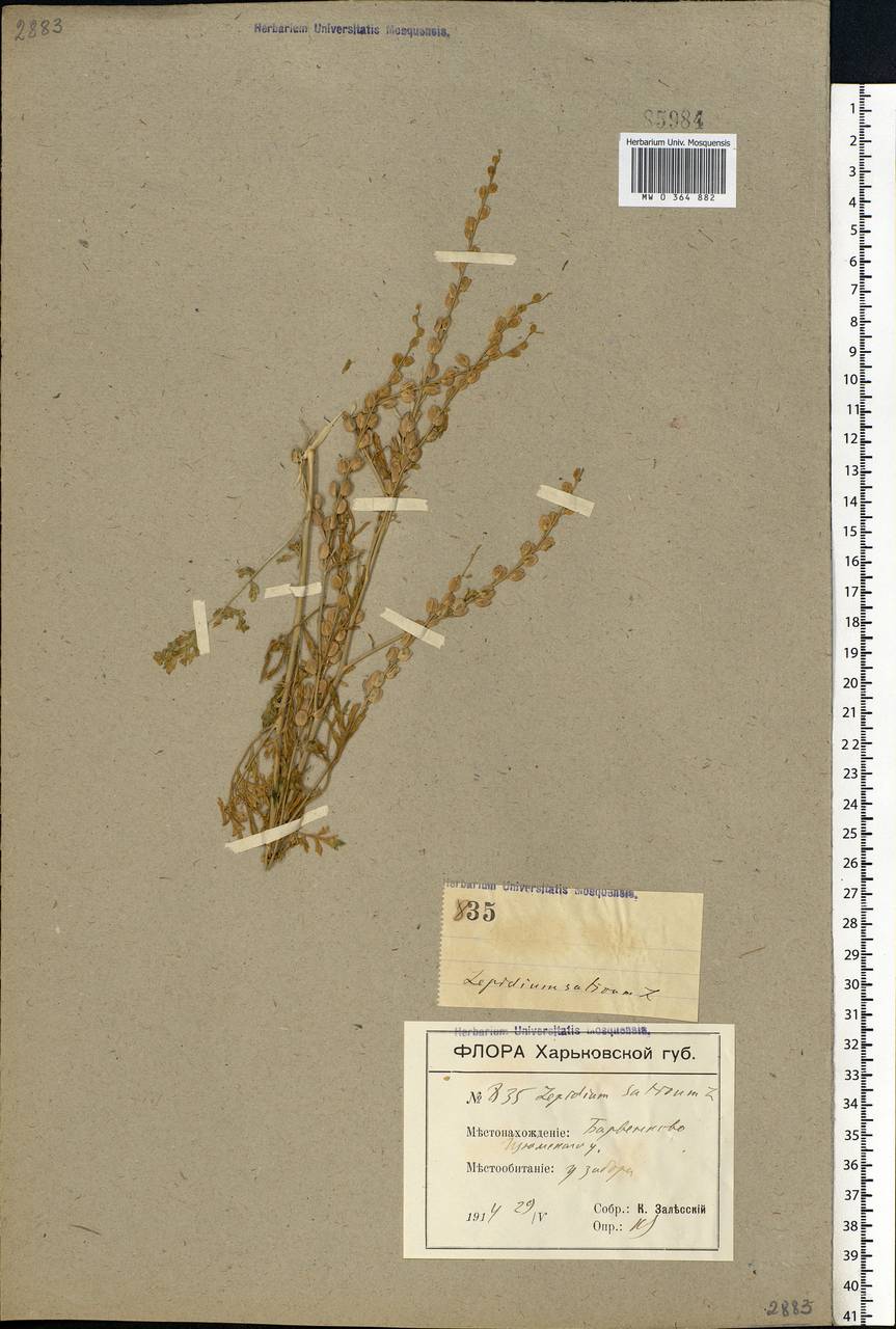 Lepidium sativum L., Eastern Europe, North Ukrainian region (E11) (Ukraine)