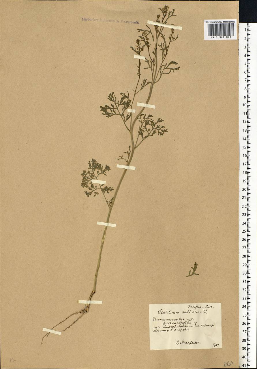 Lepidium sativum L., Eastern Europe, South Ukrainian region (E12) (Ukraine)