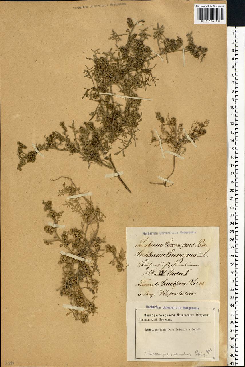 Lepidium coronopus (L.) Al-Shehbaz, Eastern Europe, Latvia (E2b) (Latvia)