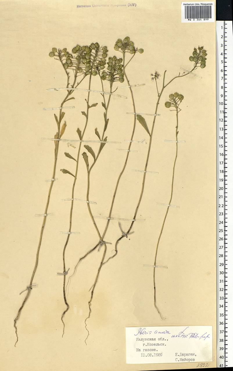 Iberis amara L., Eastern Europe, Central region (E4) (Russia)