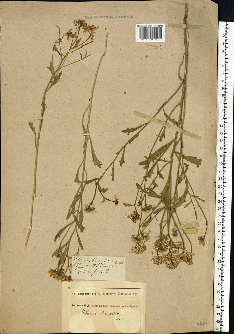 Iberis amara L., Eastern Europe, South Ukrainian region (E12) (Ukraine)