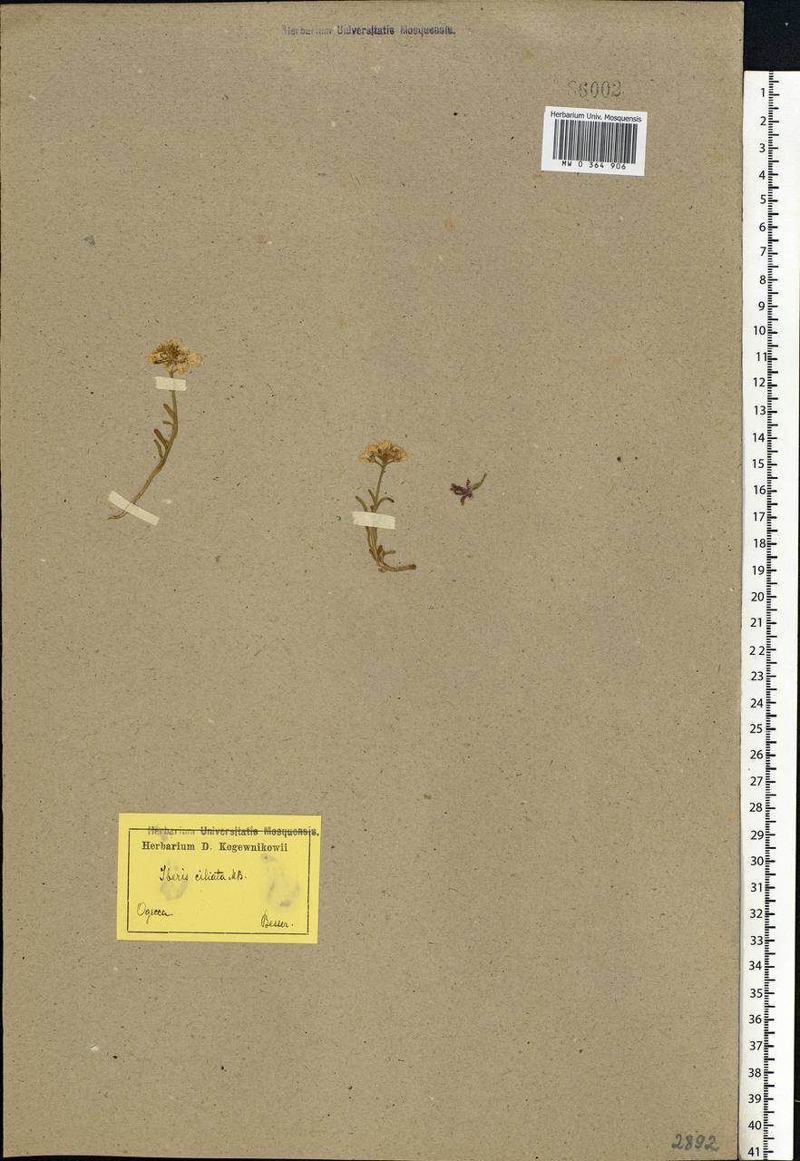 Iberis simplex DC., Eastern Europe, South Ukrainian region (E12) (Ukraine)