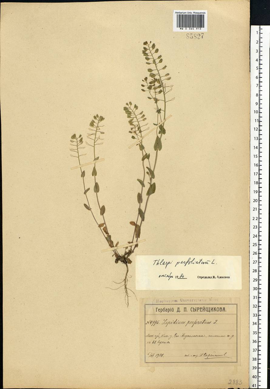 Microthlaspi perfoliatum (L.) F. K. Mey., Eastern Europe, Moscow region (E4a) (Russia)