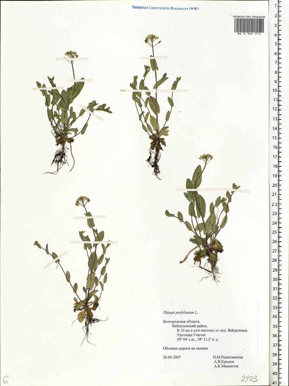 Microthlaspi perfoliatum (L.) F.K.Mey., Eastern Europe, Central forest-and-steppe region (E6) (Russia)