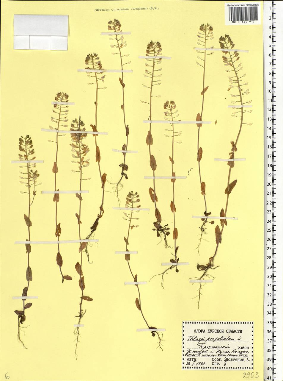 Microthlaspi perfoliatum (L.) F.K.Mey., Eastern Europe, Central forest-and-steppe region (E6) (Russia)