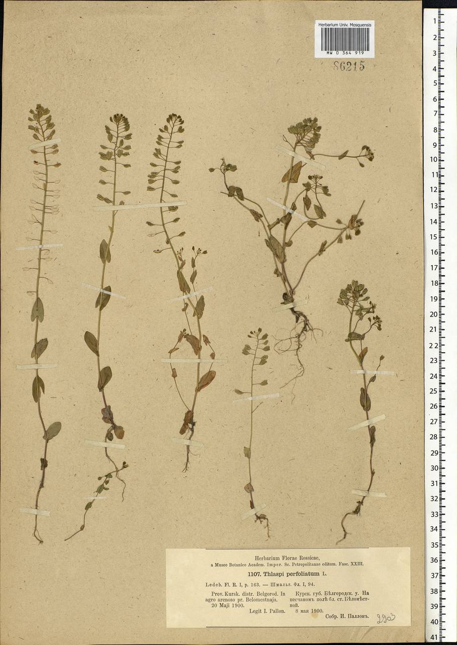 Microthlaspi perfoliatum (L.) F.K.Mey., Eastern Europe, Central forest-and-steppe region (E6) (Russia)