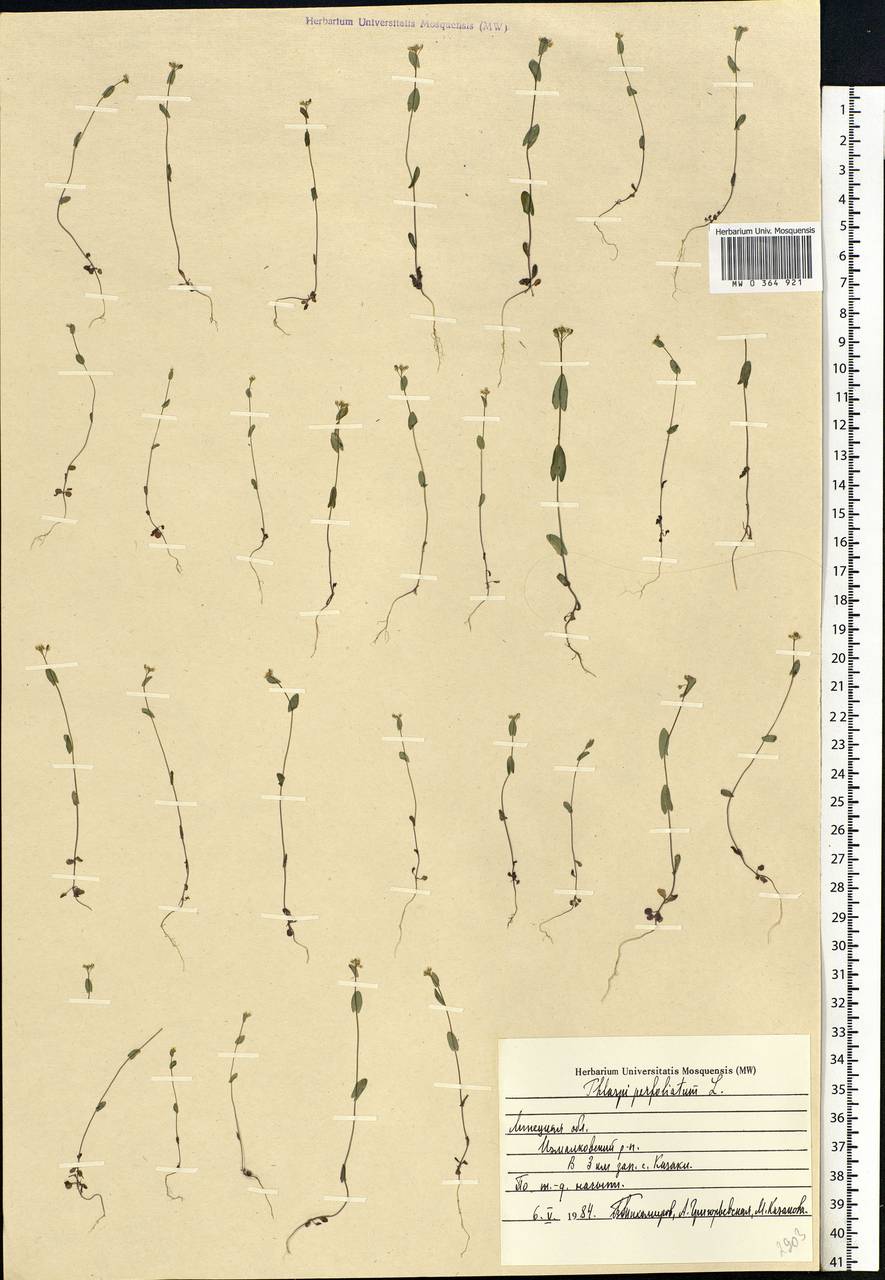 Microthlaspi perfoliatum (L.) F. K. Mey., Eastern Europe, Central forest-and-steppe region (E6) (Russia)
