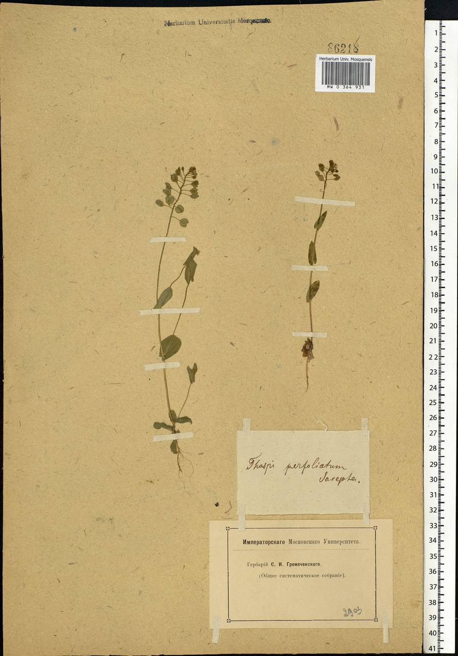 Microthlaspi perfoliatum (L.) F.K.Mey., Eastern Europe, Lower Volga region (E9) (Russia)