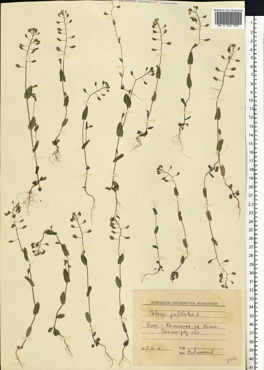 Noccaea perfoliata (L.) Al-Shehbaz, Eastern Europe, Lower Volga region (E9) (Russia)