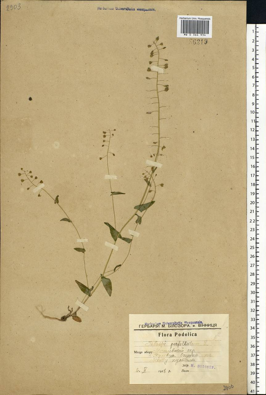 Noccaea perfoliata (L.) Al-Shehbaz, Eastern Europe, South Ukrainian region (E12) (Ukraine)