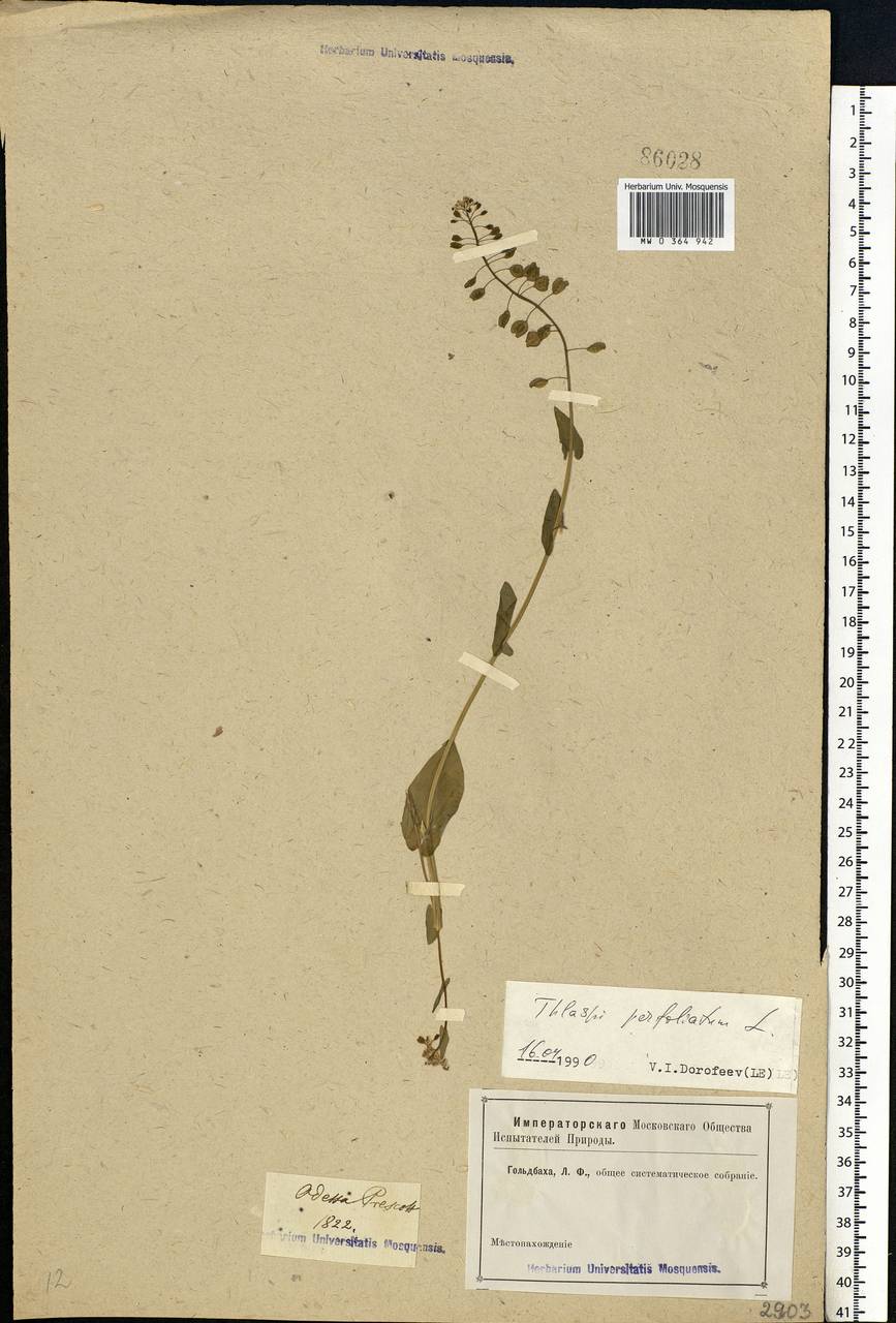 Microthlaspi perfoliatum (L.) F.K.Mey., Eastern Europe, South Ukrainian region (E12) (Ukraine)