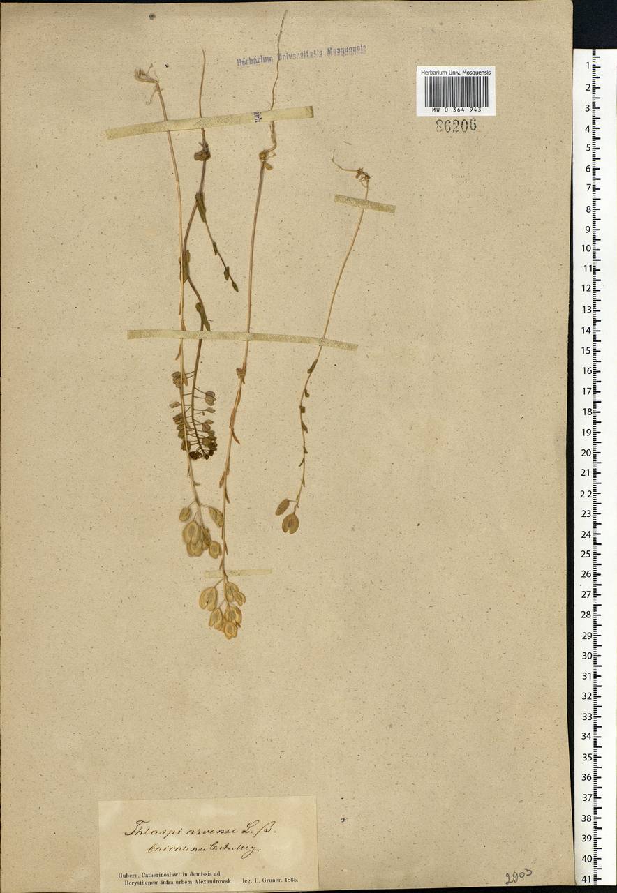 Microthlaspi perfoliatum (L.) F.K.Mey., Eastern Europe, South Ukrainian region (E12) (Ukraine)