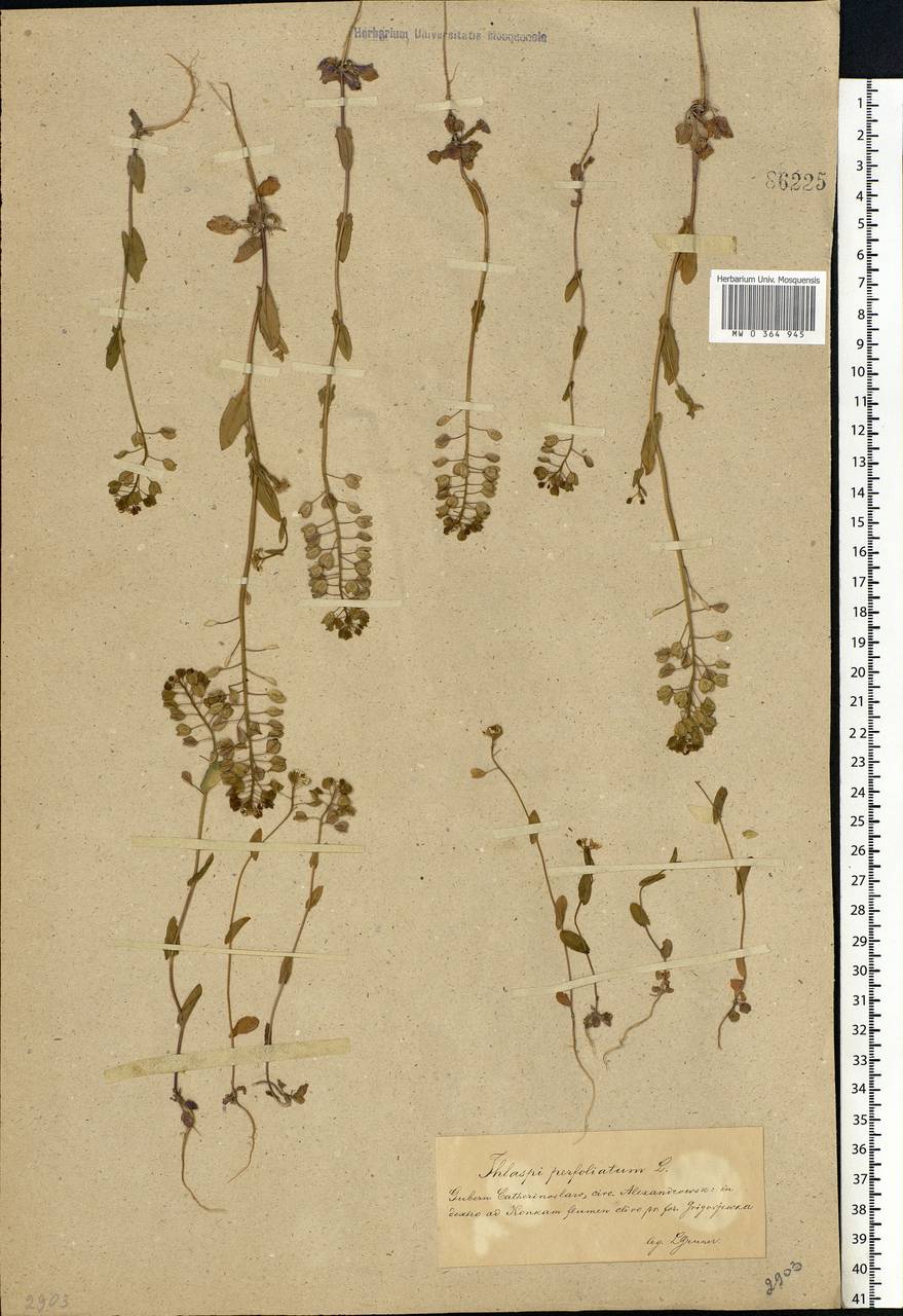 Microthlaspi perfoliatum (L.) F. K. Mey., Eastern Europe, South Ukrainian region (E12) (Ukraine)
