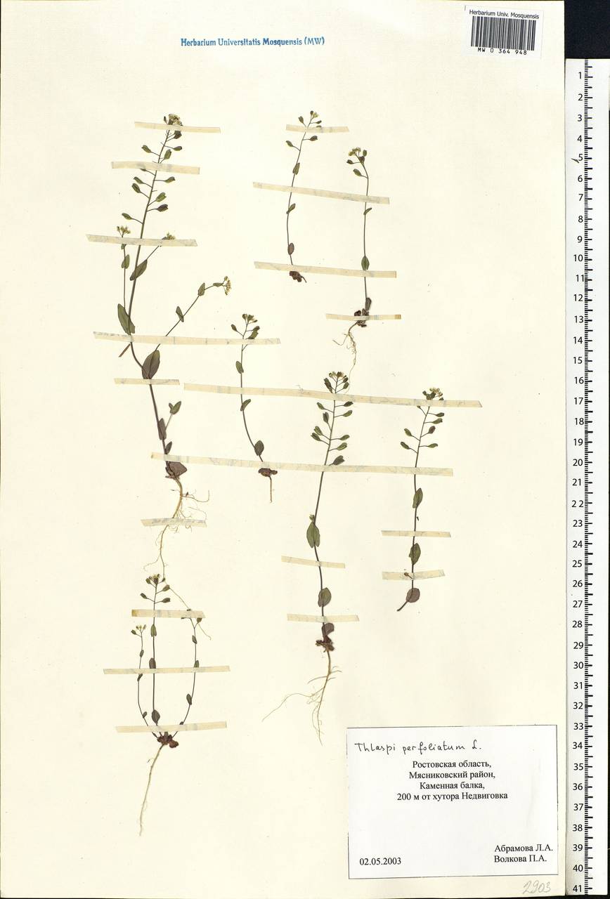 Microthlaspi perfoliatum (L.) F.K.Mey., Eastern Europe, Rostov Oblast (E12a) (Russia)