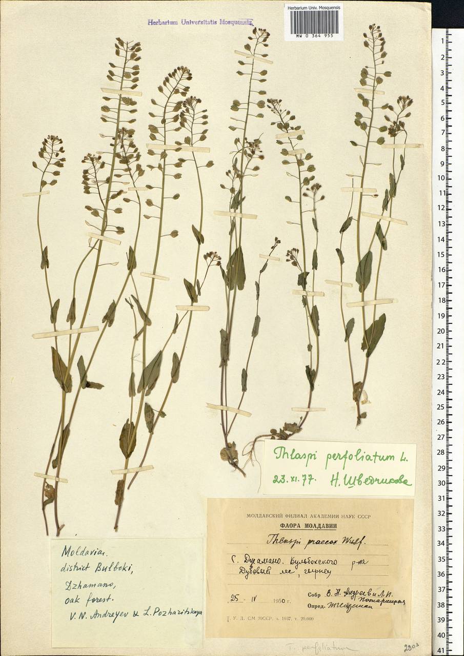Microthlaspi perfoliatum (L.) F.K.Mey., Eastern Europe, Moldova (E13a) (Moldova)