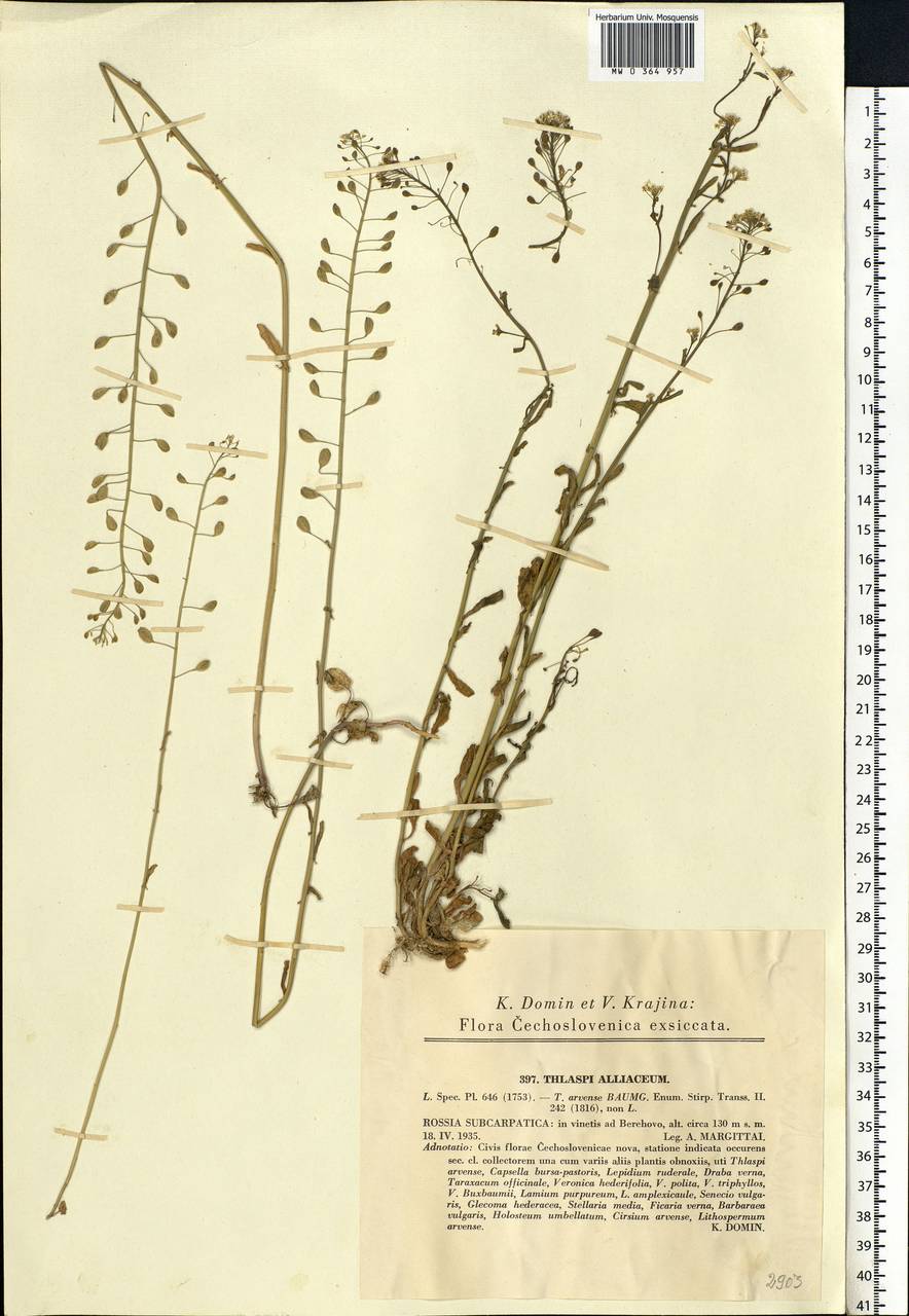Mummenhoffia alliacea (L.) Esmailbegi & Al-Shehbaz, Eastern Europe, West Ukrainian region (E13) (Ukraine)