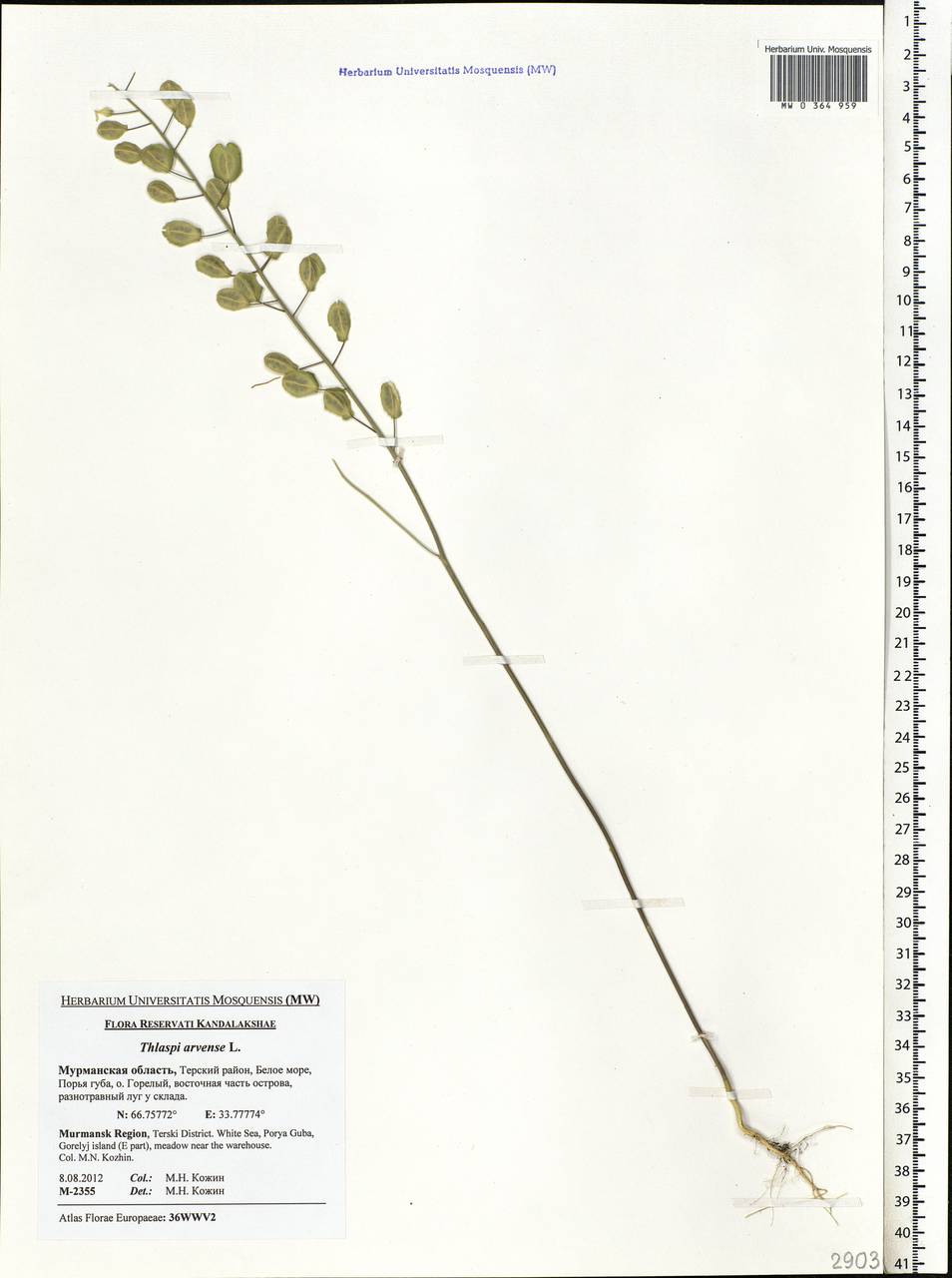 Thlaspi arvense L., Eastern Europe, Northern region (E1) (Russia)